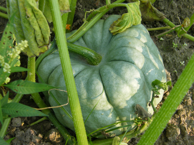 Growing A Pumkin Patch